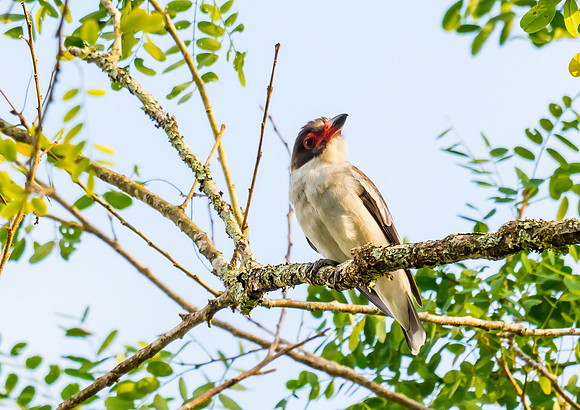 Masked Tityra