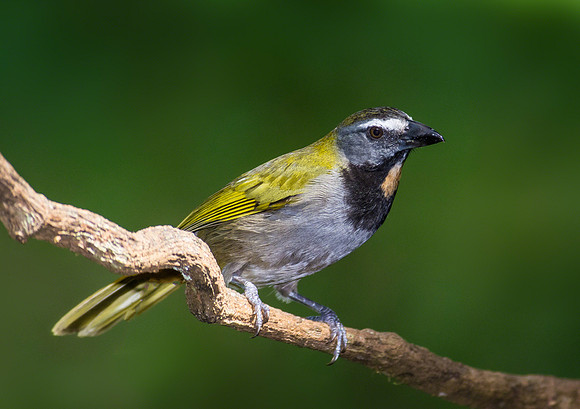 Buff-throated Saltator