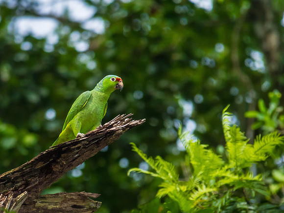 Red-lored Parrot