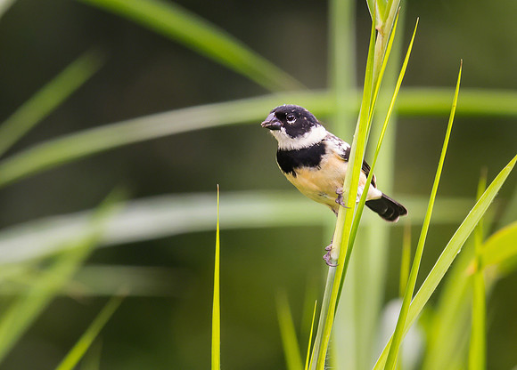 White-collared Seedeater