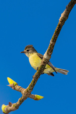 Southern Beardless Tyrannulet