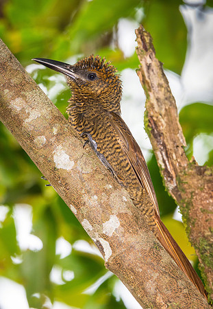 Northern Barred-Woodcreeper