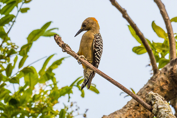 Hoffmann's Woodpecker