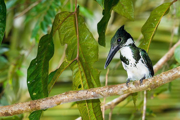 Green Kingfisher (Female)