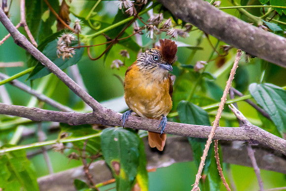 Barred Antshrike (Female)