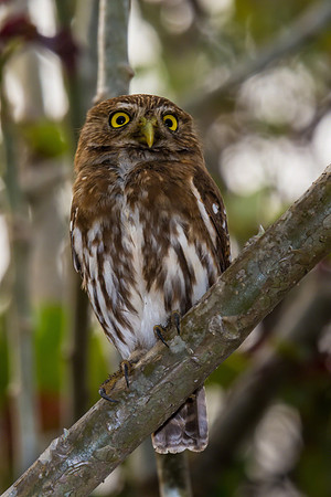 Ferruginous Pygmy Owl