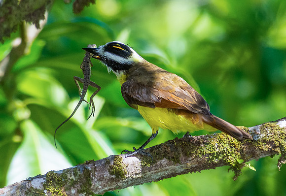Great Kiskadee
