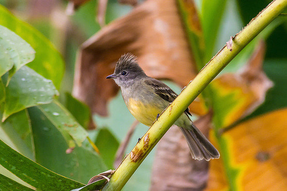 Yellow-bellied Elaenia