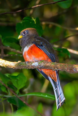 Collared Trogan (Female)