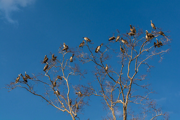 Brown Pelicans