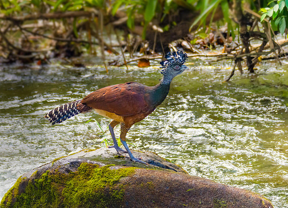 Great Curassow (Female)