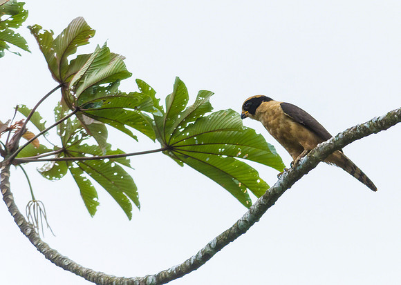 Laughing Falcon