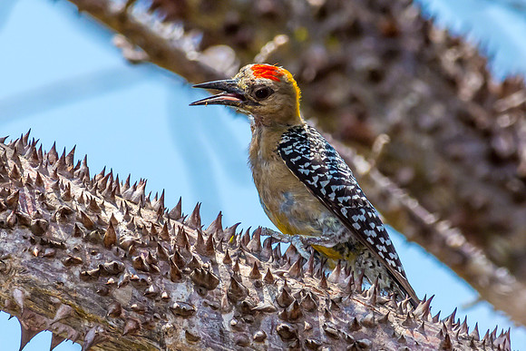Hoffmann's Woodpecker (Juvenile)
