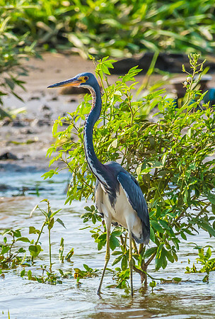 Tri-colored Heron
