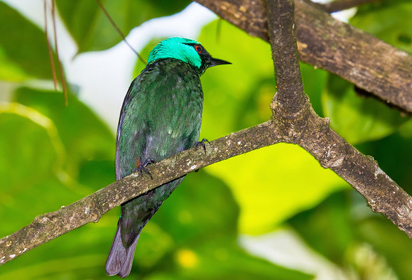 Scarlet-thighed Dacnis