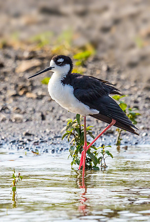 Black-necked Stilt
