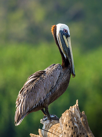 Brown Pelican