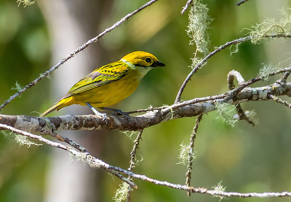 Silver-throated Tanager