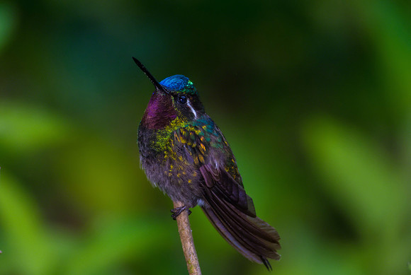 Purple-throated Mountain Gem