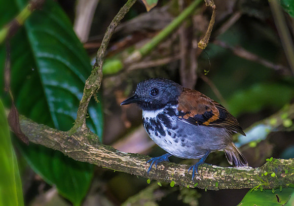 Spotted Antbird