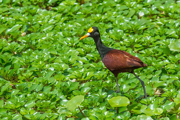 Northern Jacana