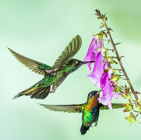 Magnificent Hummingbird (left) and Fiery-throated Hummingbird (right)