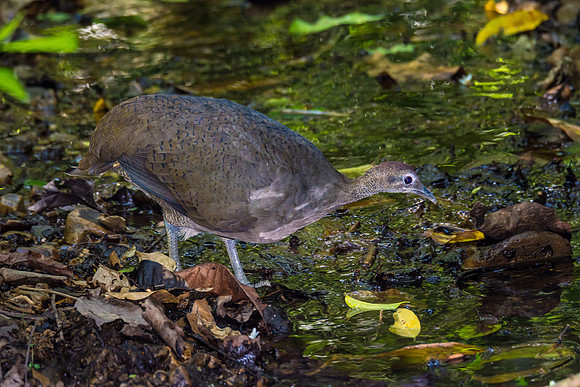 Great Tinamou