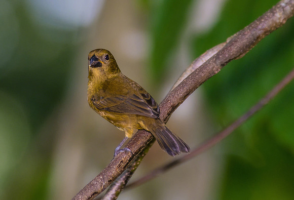 Variable Seedeater (Female)