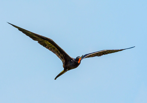 Magnificent Frigatebird (Male)