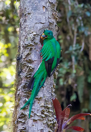 Resplendent Quetzal (Male)