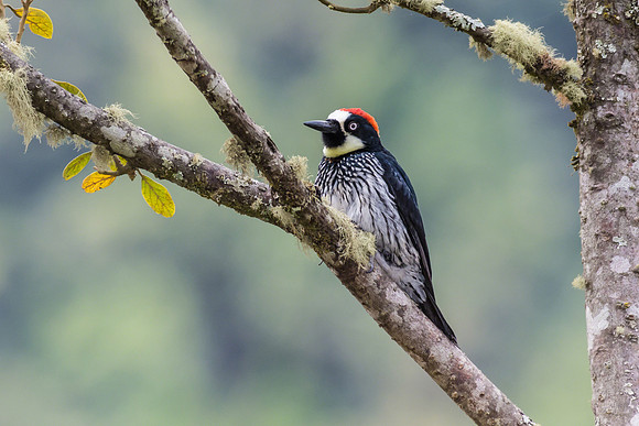 Acorn Woodpecker