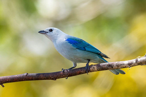 Blue-Gray Tanager