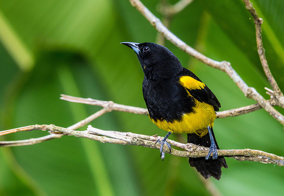 Black cowled Oriole