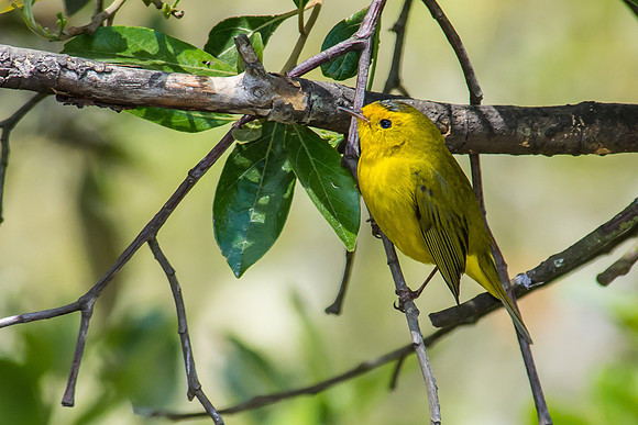 Wilson's Warbler