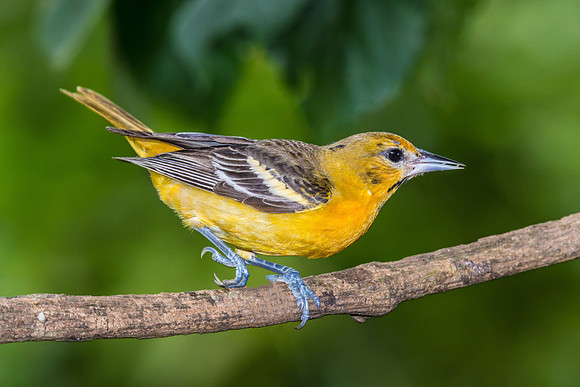 Baltimore Oriole (Female)