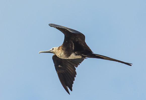 Magnificent Frigatebird (Female)