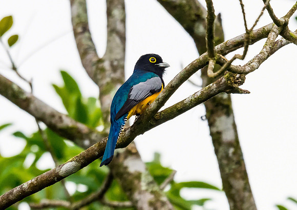 Violaceous Trogon