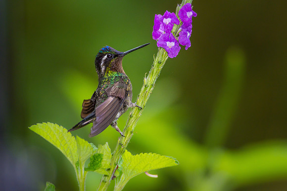 Purple-throated Mountain Gem