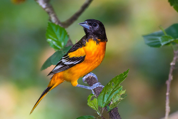 Baltimore Oriole (Male)