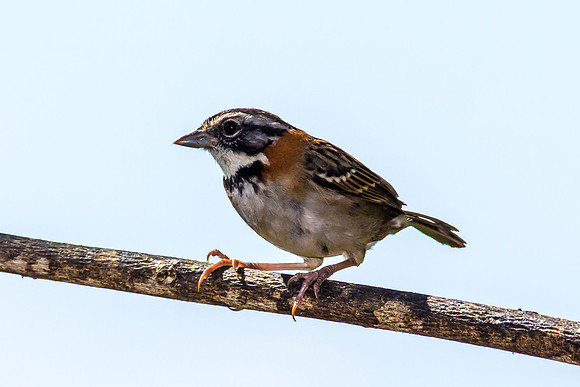 Rufous-collared Sparrow
