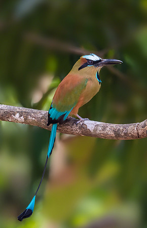 Turquoise-browed Motmot