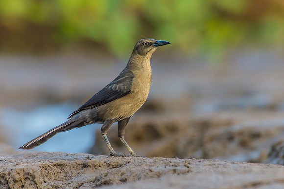 Grackle (Female)