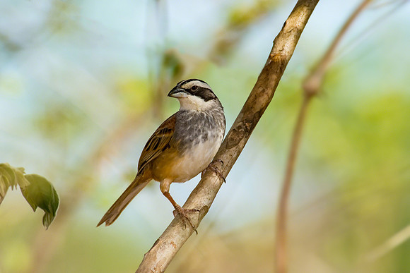Striped-headed Sparrow