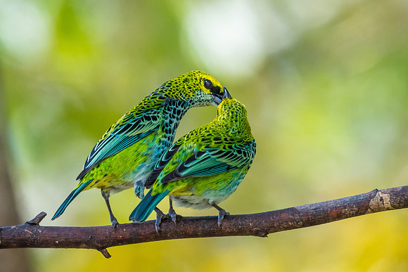 Speckled Tanager