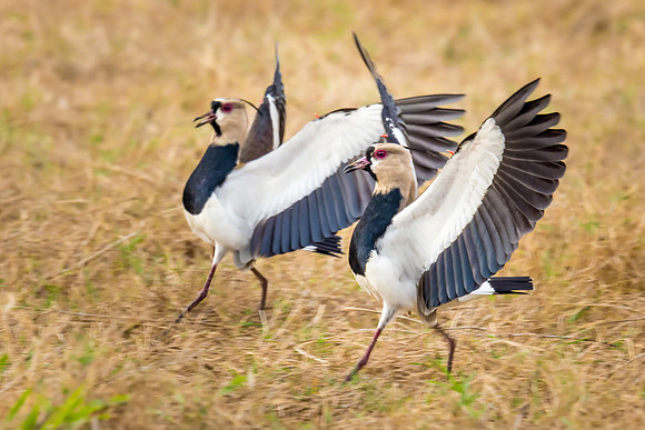 Southern Lapwing