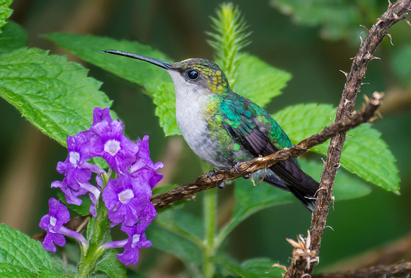 Crowned Woodnymph