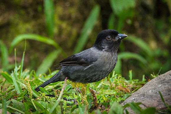 Yellow-thighed Finch