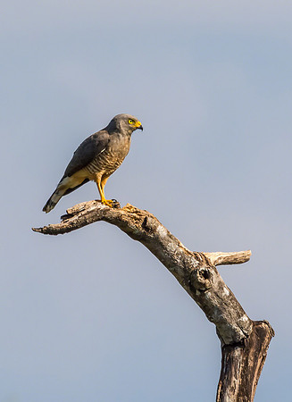 Roadside Hawk