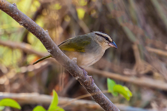 Olive Sparrow