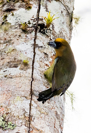 Prong-billed Barbet